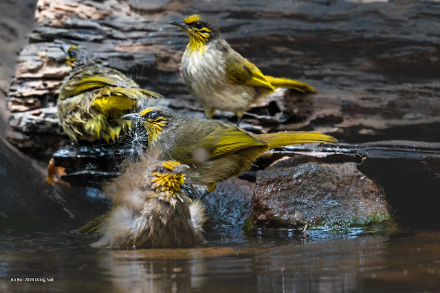 An Bui 2024 Dong Nai - Stripe Throated Bulbul (Bông lau họng vạch)