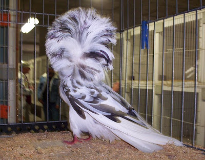 Jacobin Pigeon