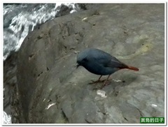 20110210_125609_059_WuLia