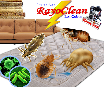 Rayo clean Los Cabos