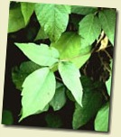 poison ivy