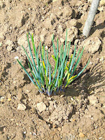 Giant chives