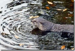 tn_Otter in pond 3SLC