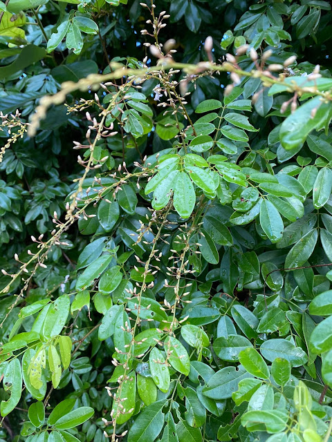 Deguelia scandens