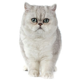 Exotic shorthaired cats