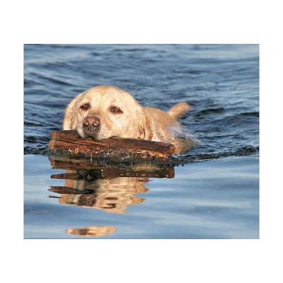 alexandru hategan, labrador de vanzare, caini de vanzare, caini de rasa de vanzare, caini de vanataore, labrador retriever de vanzare