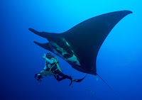 nusa dive spot with manta