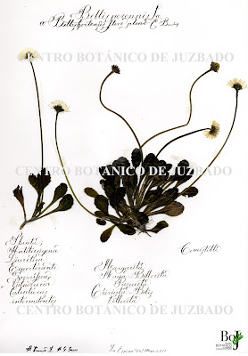 Berllis perennis L. Krause-G. Garzo, Centro botánico de Juzbado