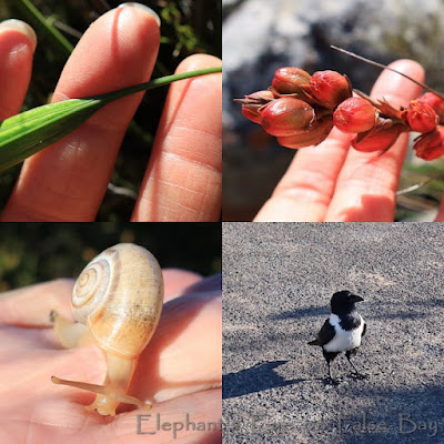 Elsie's Peak Tritoniopsis, snail, crow