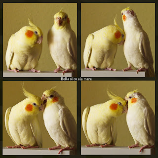  lutino cockatiels