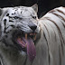 White Tiger Kills Japan Zookeeper In Rare Attack