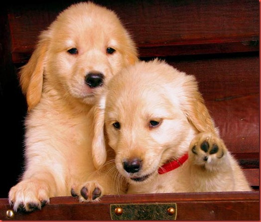 golden-retriever-puppy