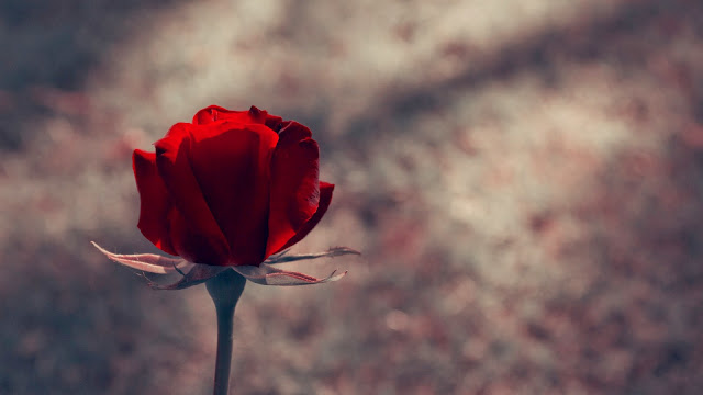 Red Rose Hd