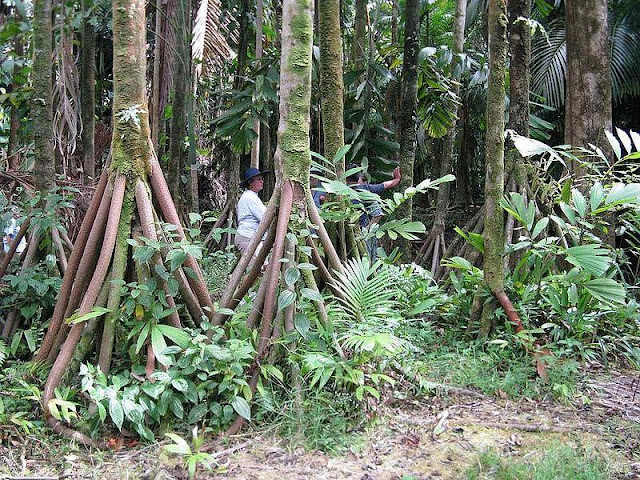 世界にある驚くべき植物、ウォーキングパーム