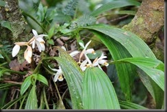 weird plant 2