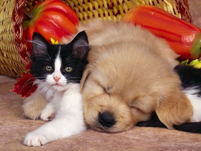Perrito y Gatito en la amistad de cachorros
