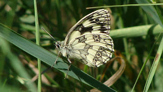 Melanargia galathea male DSC57279