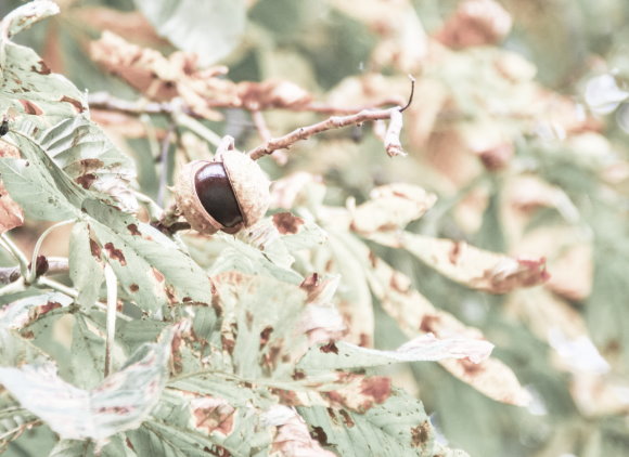 Kastanie im Herbst