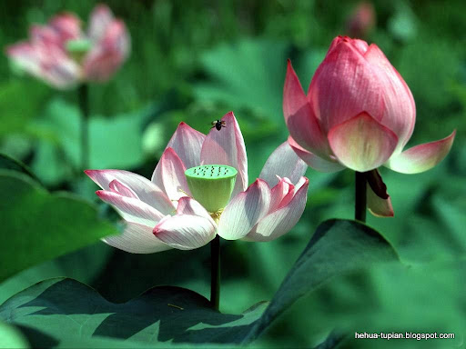 荷花图片Lotus Flower:0g9051ls04sn38