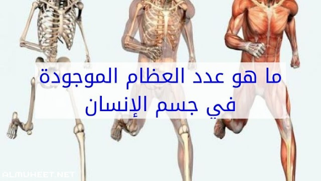 كم عدد العظام الموجودة في جسم الإنسان