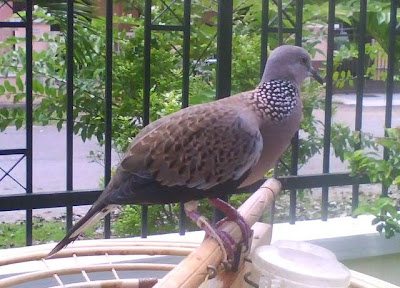 Gambar Burung Tekukur Suara Indah Nyaring 