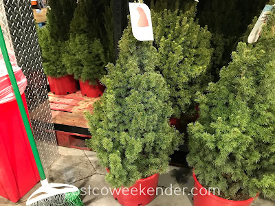Improve your home's landscaping with a Dwarf Alberta Spruce Tree