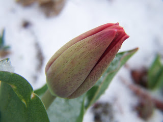 hinh nen hoa tulip