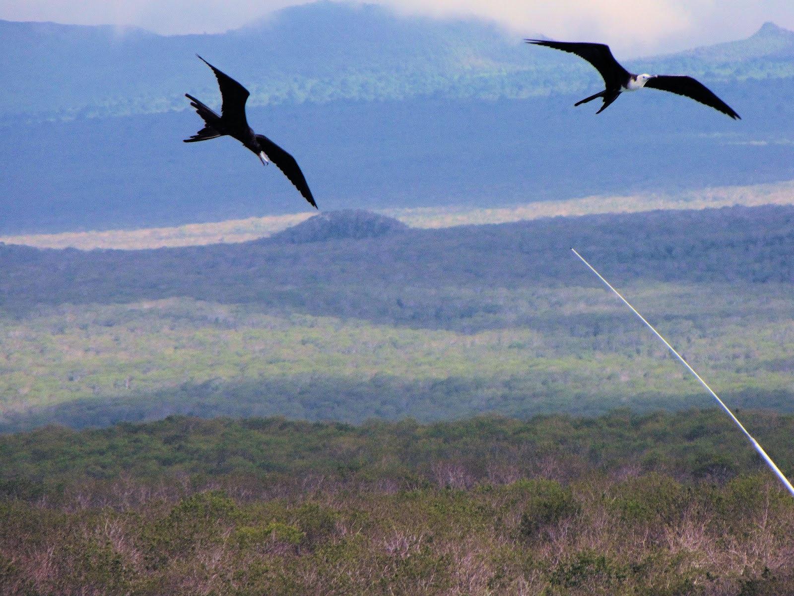 Frigate Birds Fly Above Bachas Beach