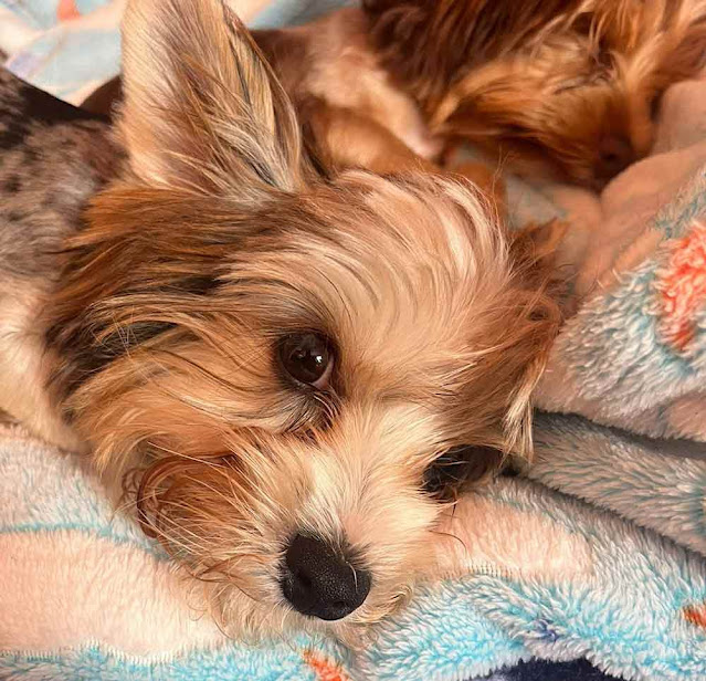 Yorkie puppy laying in his bed