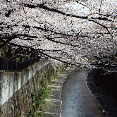 石神井川　加賀橋の桜