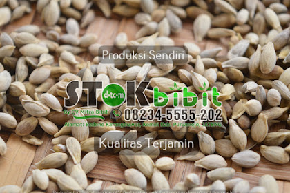 Matoa                                                                                            jual buah matoa