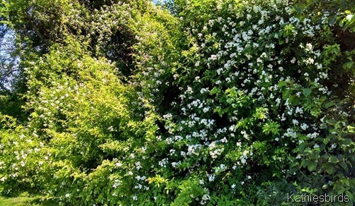 3. flowers everywhere