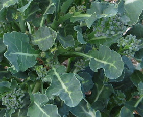 Fall planted broccoli still producing