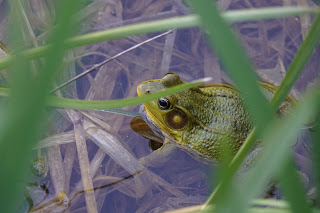 American bullfrog during mating season