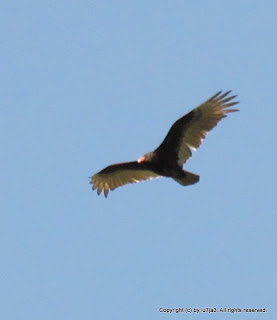 Turkey Vultures