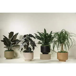 https://www.lowes.com/pd/LiveTrends-36-oz-Assorted-Foliage-Modern-Escapes-in-Ceramic-Planter/1001309964