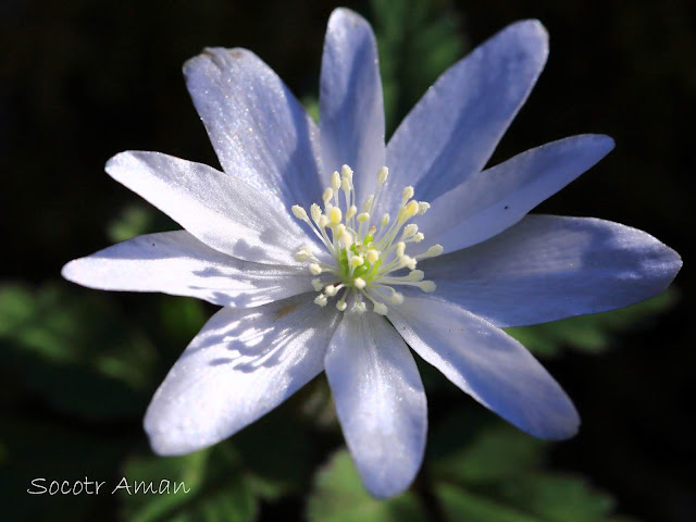 Anemone pseudoaltaica