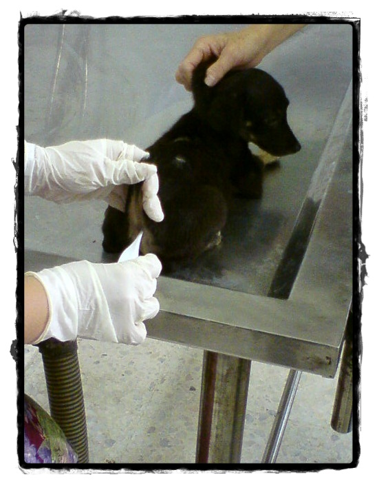 Ubat Cacing Anjing - Contoh 0108