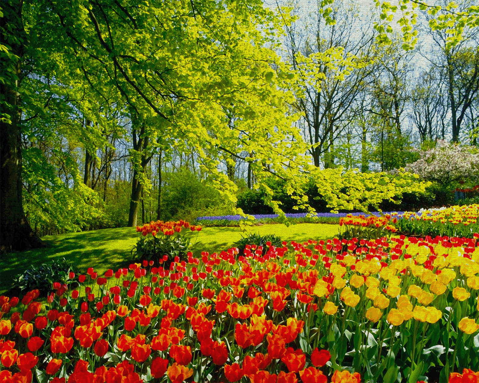 immagini di fiori di campo - Foto di fiori selvatici di campo e montagna