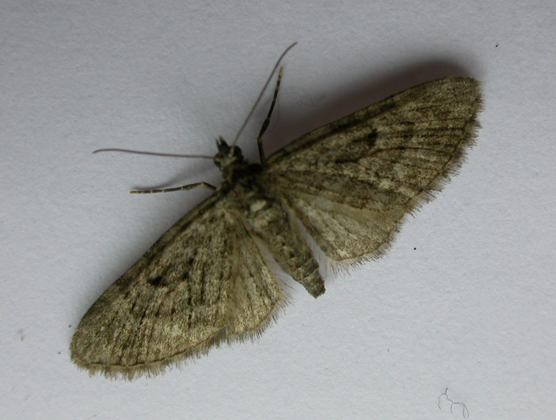 common carpet moth. 30 Common Carpet,