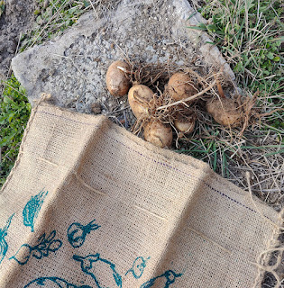 Saved spuds to be replanted later