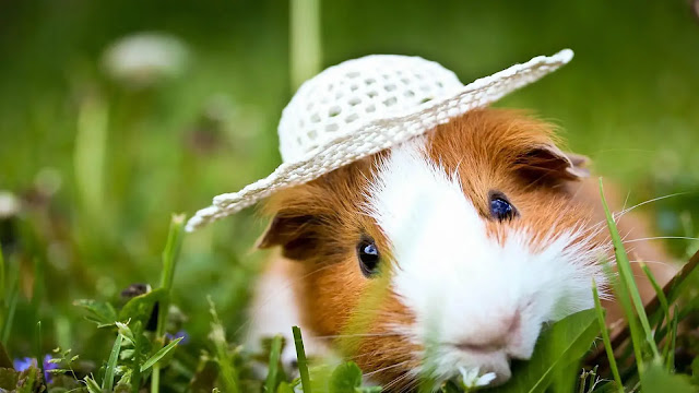 Guinea Pig