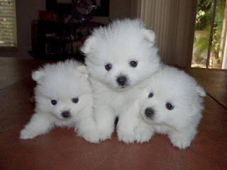 American Eskimo Puppy Pictures