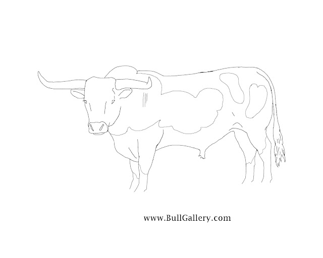 Kids Coloring Longhorn Bull