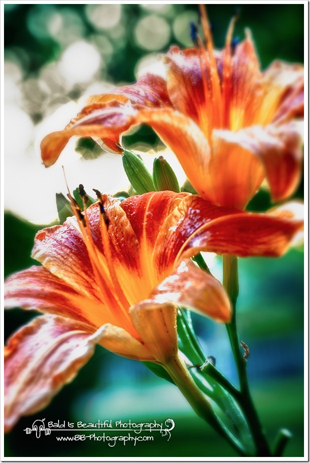 Day Lillies-3