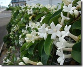 stephanotis floribunda starr