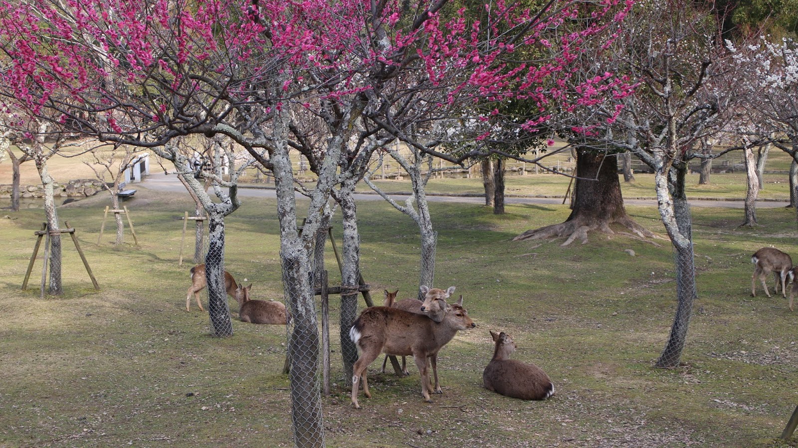 新保博彦のブログ 奈良公園にようやく春 片岡梅林から