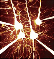 diagram depicting fluorescent optical activity of neurons 