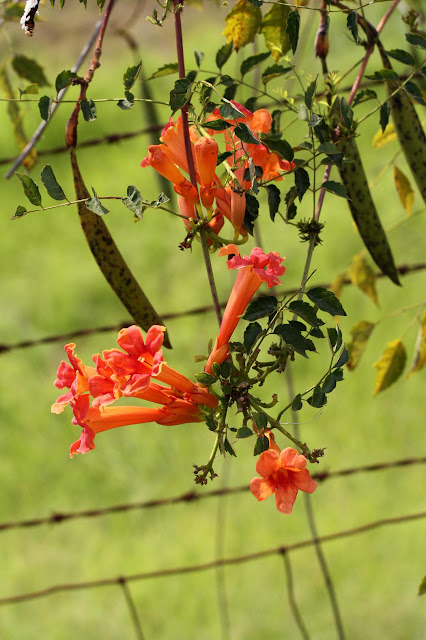 Vines For Hummingbirds