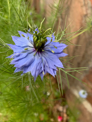 love in the mist, blue flower